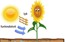 1738941252047.png 1738941252047.png