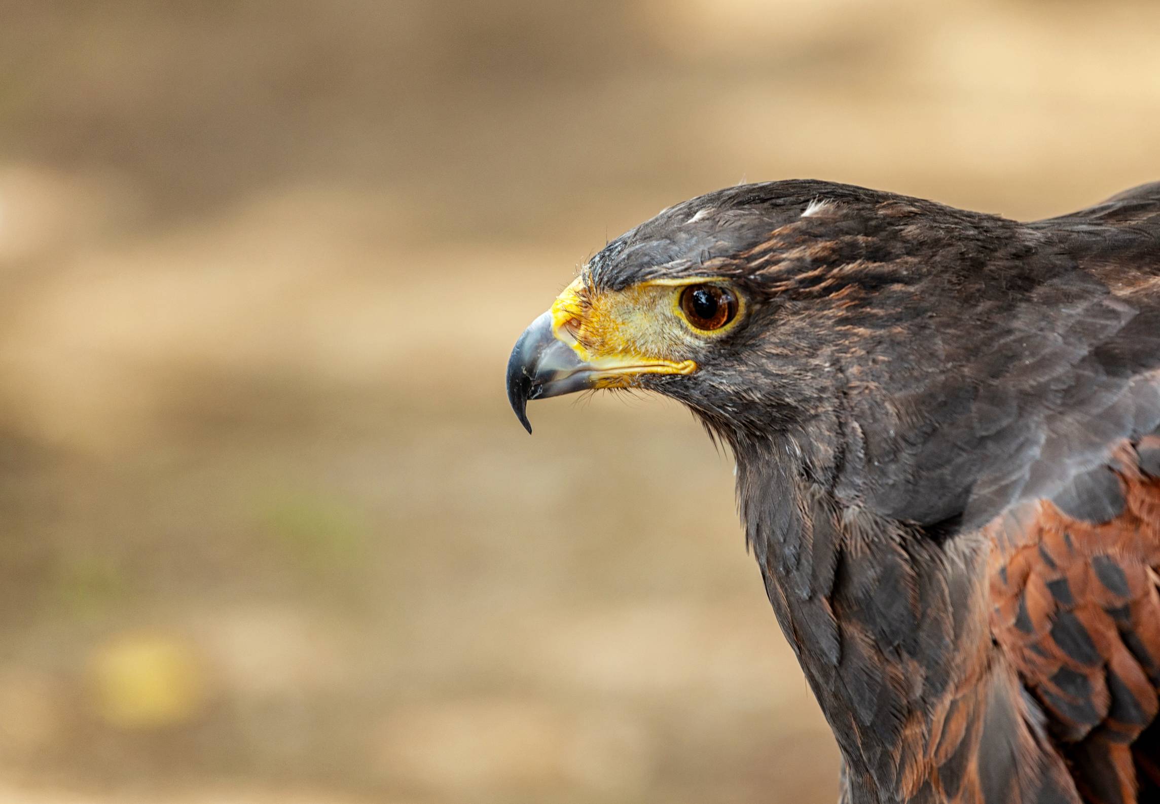 closeup-of-the-head-of-a-hawk-20.jpeg